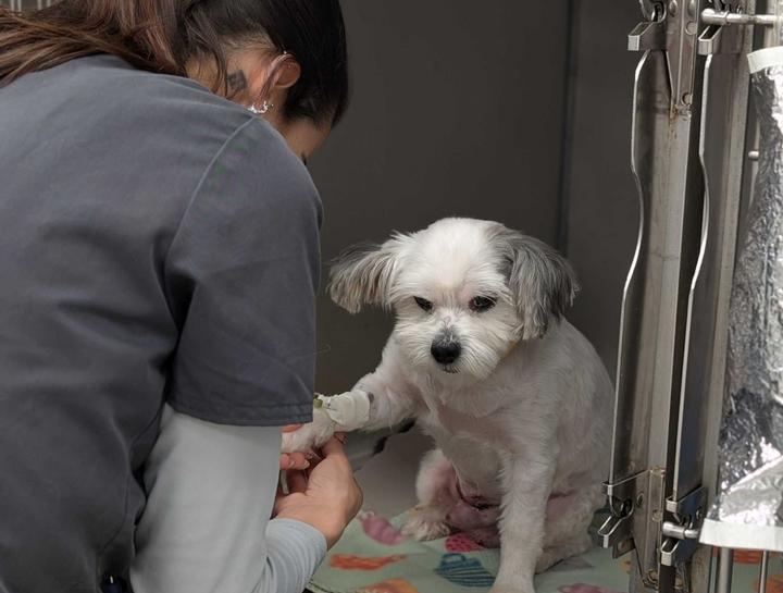 $City Veterinary Surgeries